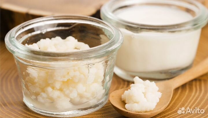 Кефирный грибок