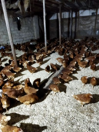 Куры молодки