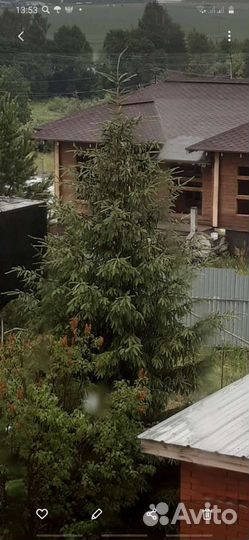 Елка новогодняя живая с шишками