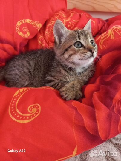 Котик - умный мальчик