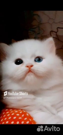 Эксклюзивная разноглазая куколка