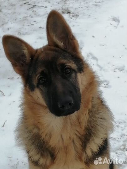 Овчарка