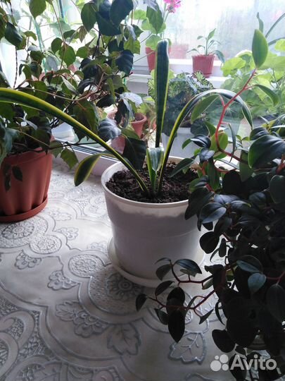 Щучий хвост