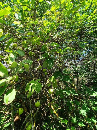 Дом 81,5 м² на участке 5 сот.