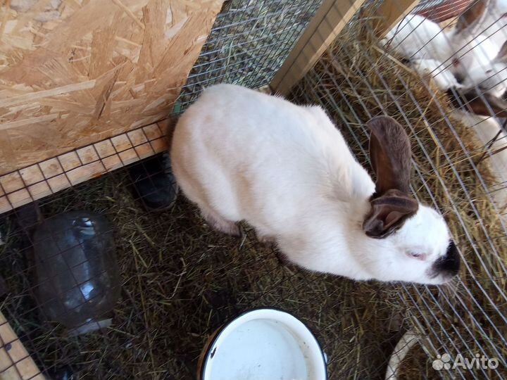 Калифорнийкие кролики