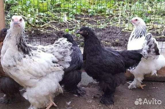 Куры молодки, подрощенные цыплята