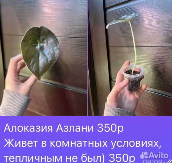 Растения домашние, разные