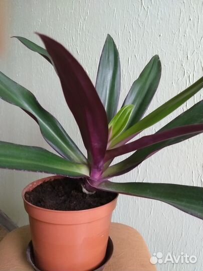 Традесканция Рео 