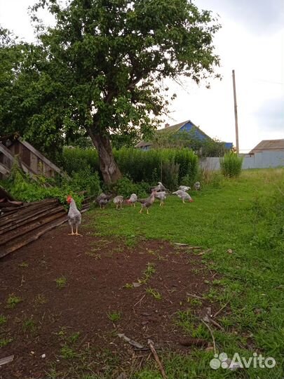 Молодые петушки