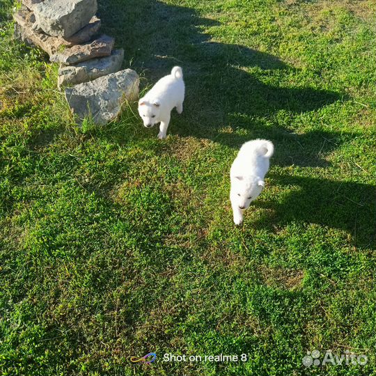 Щенки западно сибирской лайки