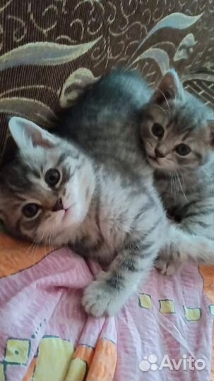 Шотландская вислоухая кошка