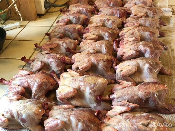 Мясо домашних перепелов
