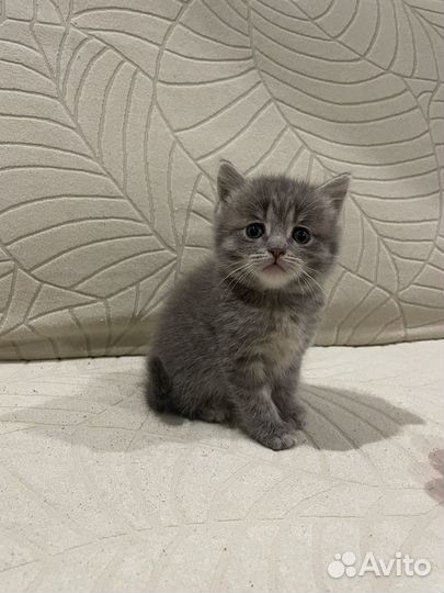 Шотландские котята