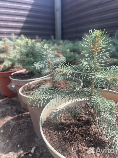 Саженцы ель голубая