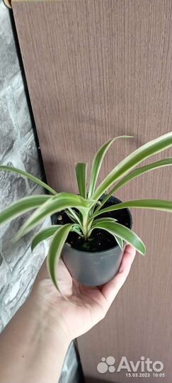 Хлорофитум