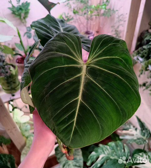 Филодендрон глориозум