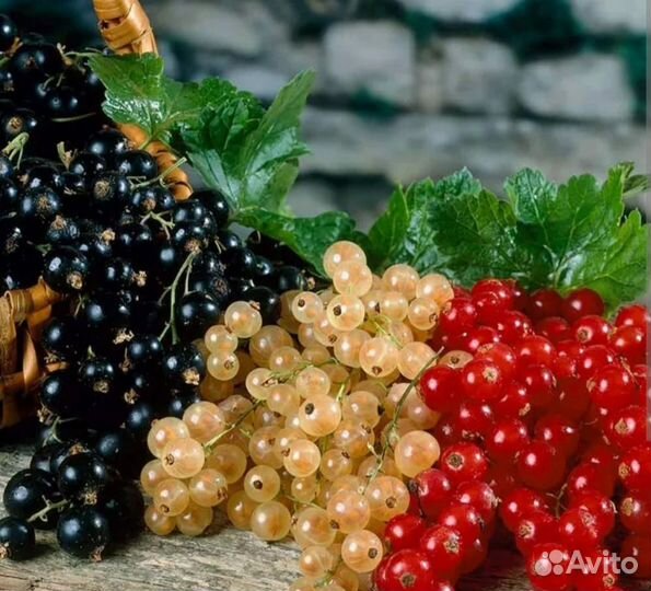 Саженцы смородины