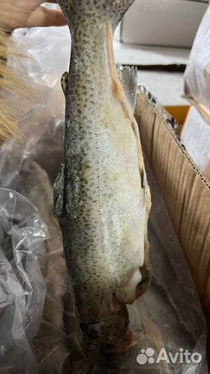 Форель радужная 400+