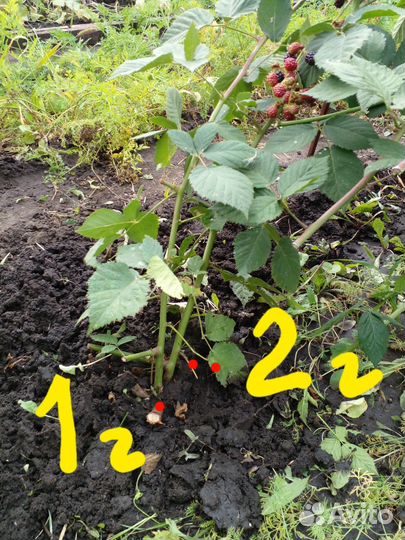 Саженцы Ежевика и Малины