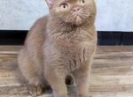 Британская кошка циннамон