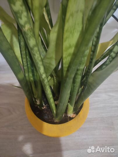 Сансевиерия