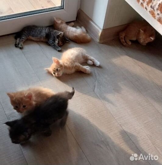 Котята мейн-кун