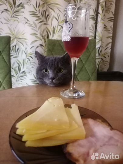 Кот вязка