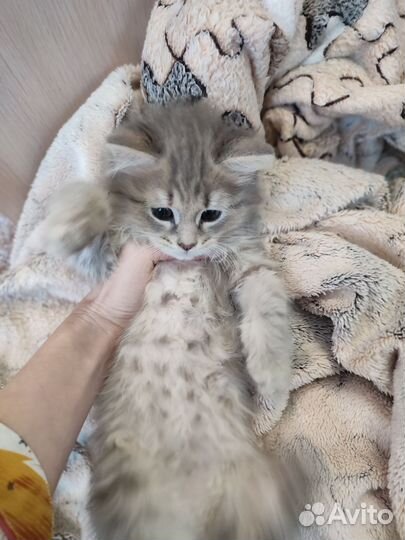 Девочка в добрые руки