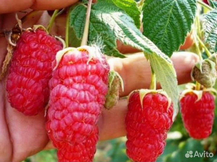 Саженцы малины