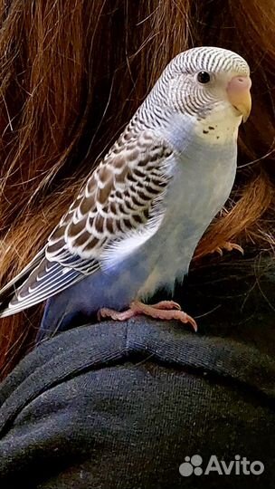 Птенцы волнистый попугай