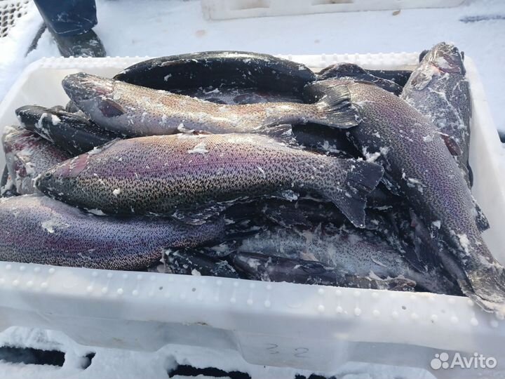 Форель радужная свежая