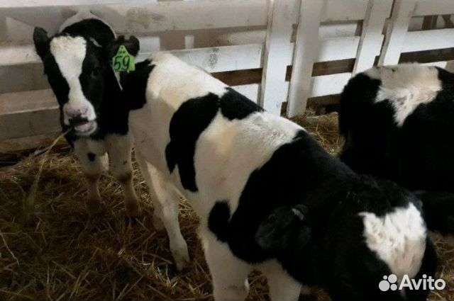 Телята бычки