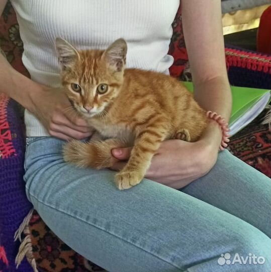 Отдам котенка