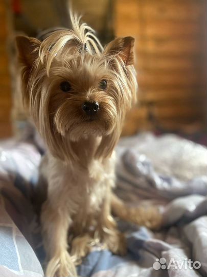 Йоркширский терьер щенки стандарт