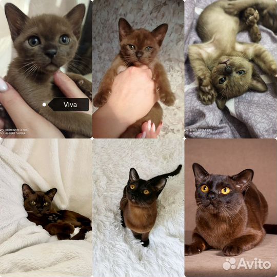 Бурманские котята
