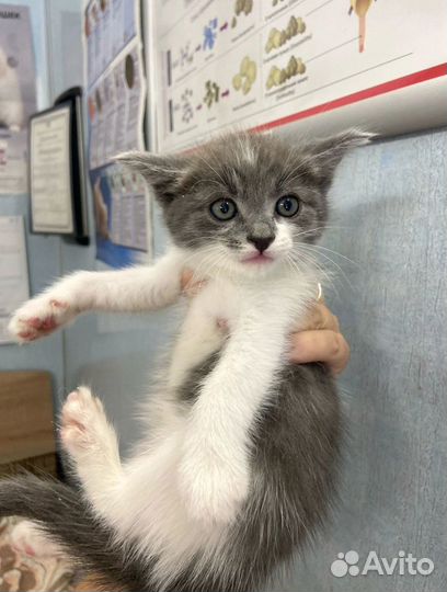 Котёнок девочка в добрые руки