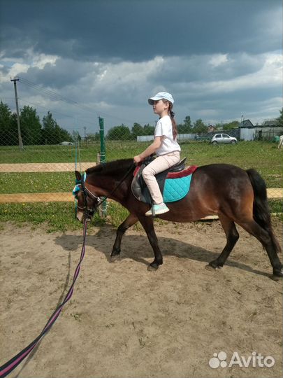 Продам пони