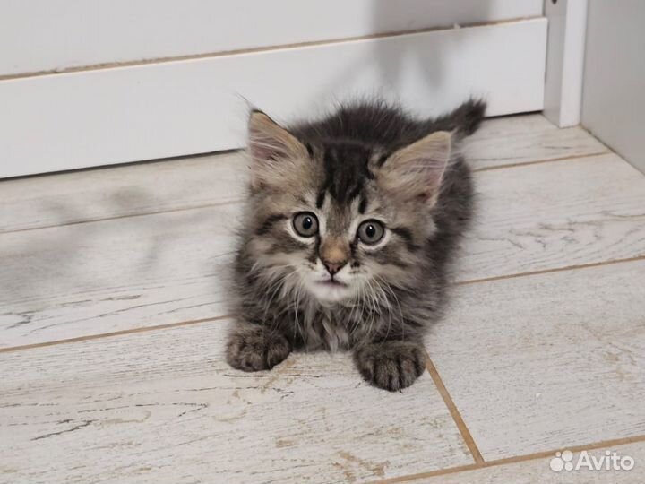Котик 2 месяца