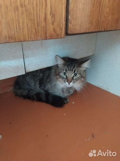 Коты, кошки