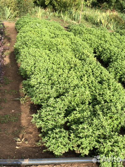 Хризантемы мультифлора