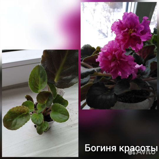 Фиалки