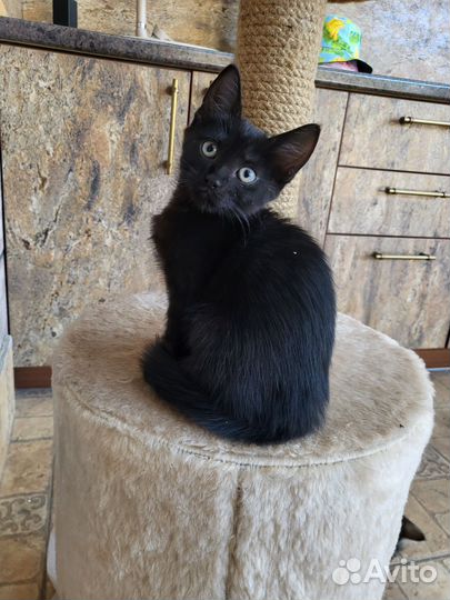 Отдам котенка