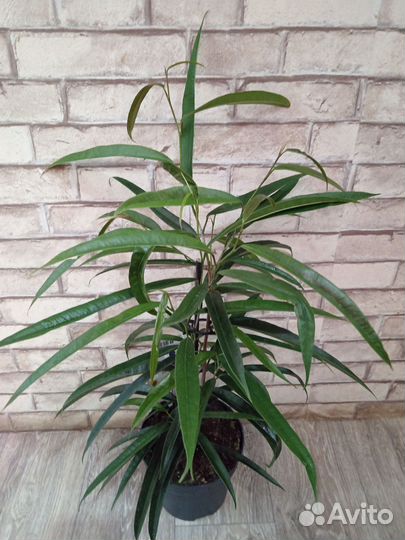 Фикус Али Bennedijkki