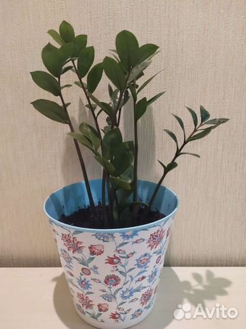 Замиокулькас