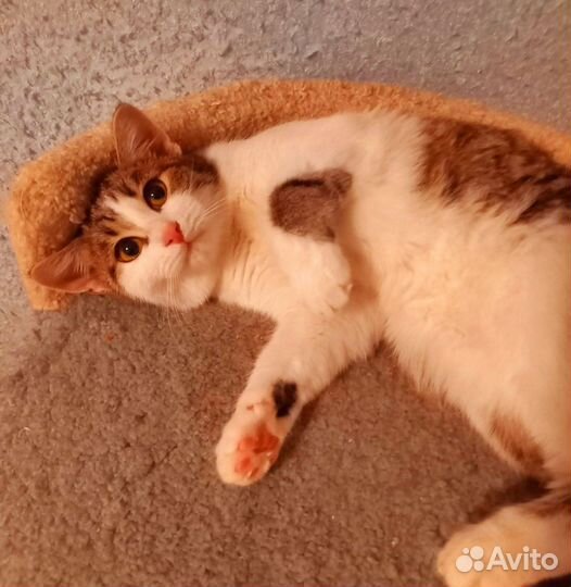 Кошечка Нора 4 мес