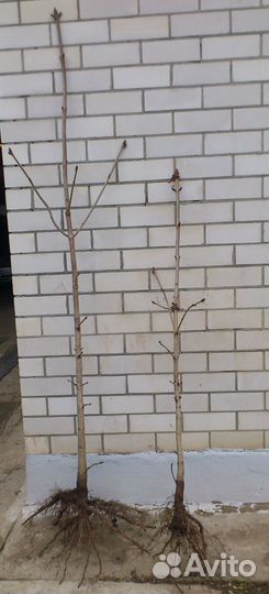 Саженцы каштана конского