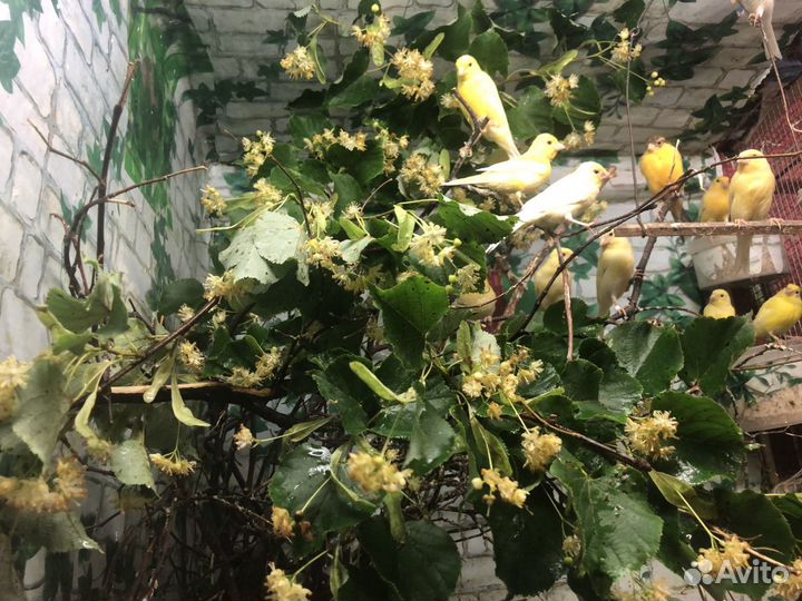 Продаю кенарей, гульд(самцов и самочек)