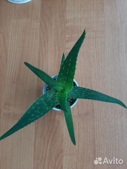 Алоэ Вера (лекарственное)