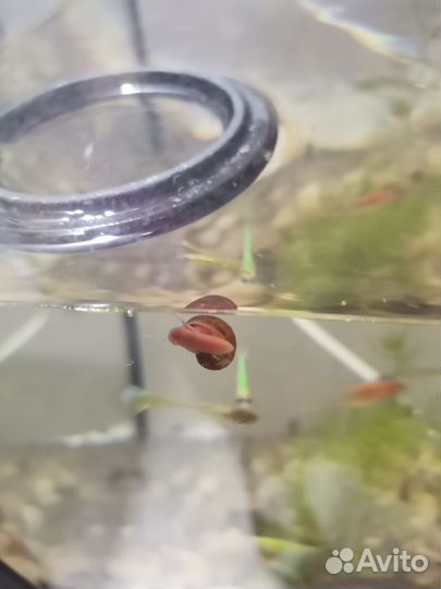 Улитки катушки