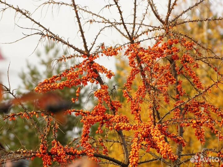 Облепиха крупная сладкая без шипов